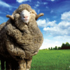 merino sheep