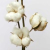 organic cotton flower