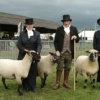 our fibers shropshire sheep